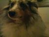 Shetland sheepdog dina