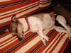 Jack russell terrier bella =)