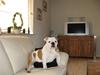 Engelsk bulldog Arnold