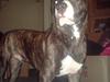 Amerikansk staffordshire terrier Otto