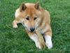 Shiba Lucky Dragon's L Chiko [ Himmelhund]