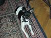 Dansk svensk gaardhund Zevilla