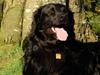 Flat coated retriever Rollo R.I.P [ Himmelhund]