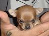 Chihuahua peanut