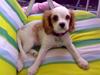 Cavalier king charles spaniel Nynne
