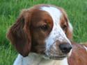 Welsh springer spaniel Sif