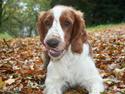 Welsh springer spaniel Oskar