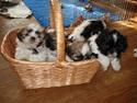 Shih tzu Monson