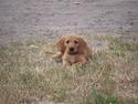 Basset fauve de bretagne Fenja 'RIP'