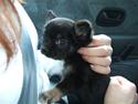 Chihuahua Timmy