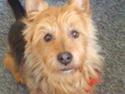 Australsk terrier Tholi Wictor (rasmus)