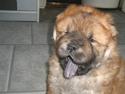Chow chow Balder