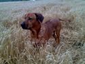 Rhodesian ridgeback nante