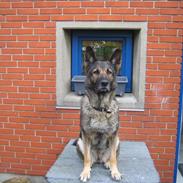 Schæferhund R.I.P. Nukka