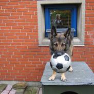 Schæferhund R.I.P. Nukka