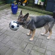 Schæferhund R.I.P. Nukka