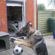 Schæferhund R.I.P. Nukka