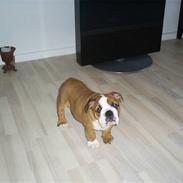 Engelsk bulldog Jones