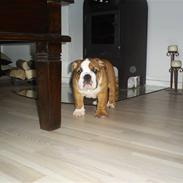 Engelsk bulldog Jones