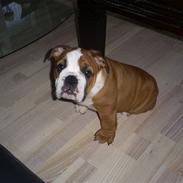 Engelsk bulldog Jones