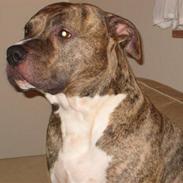 Amerikansk staffordshire terrier Morgan