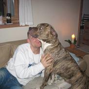 Amerikansk staffordshire terrier Morgan