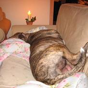 Amerikansk staffordshire terrier Morgan