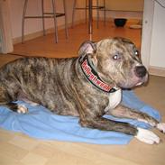 Amerikansk staffordshire terrier Morgan