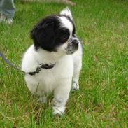 Tibetansk spaniel Chicco