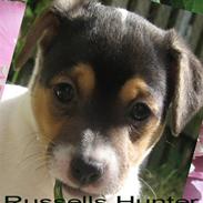 Jack russell terrier Russels Hunter / Kenzo