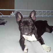 Fransk bulldog Bastian (BASTER) oprindel
