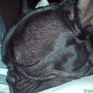 Fransk bulldog Bastian (BASTER) oprindel