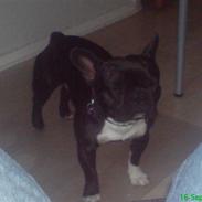 Fransk bulldog Bastian (BASTER) oprindel