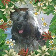 Tibetansk terrier Alilah