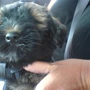 Tibetansk terrier Alilah