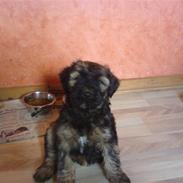 Tibetansk terrier Alilah