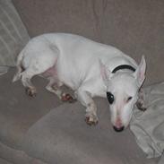 Bullterrier chili *død* <3 R.I.P<3