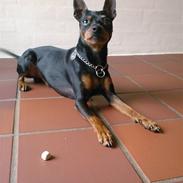 Dvaergpinscher King (2003 - 2016)