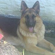 Schæferhund Castro