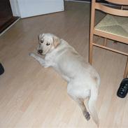 Labrador retriever Tasja