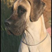 Grand danois Maxidan's Jazzman