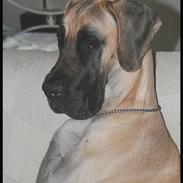 Grand danois Maxidan's Jazzman