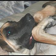 Grand danois Maxidan's Jazzman