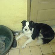 Blanding af racer Herbert