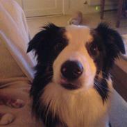 Blanding af racer Herbert