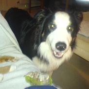 Blanding af racer Herbert