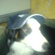 Blanding af racer Herbert