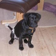 Labrador retriever Freya