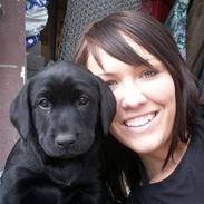 Labrador retriever Freya