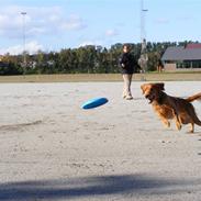 Blanding af racer Bamse